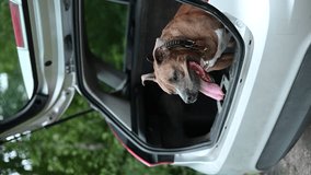Vertical video of a brown American Staffordshire terrier dog sit in the trunk of the car in forest. Traveling with dog by car. Close up portrait