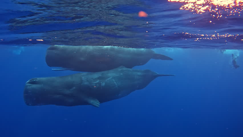 Large whales swim in pairs in the blue ocean. People dive to mammals under water. Blue whale or sperm whale playing in blue water. Underwater shot of a wild whale panting. Aquatic marine animals Royalty-Free Stock Footage #1107415397