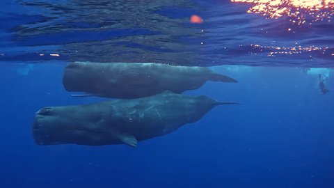 Large whales swim in pairs in the blue ocean. People dive to mammals under water. Blue whale or sperm whale playing in blue water. Underwater shot of a wild whale panting. Aquatic marine animals Stock Video