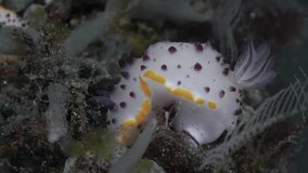 The nudibranch sits on an overgrown multi-colored stone that lies at the bottom of a tropical sea among sponges and hydroids.
Purple Mexichromis (Mexichromis mariei) 30 mm.