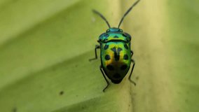 a video of the activities of a jewel bug. Nature footage