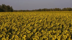 a field of sunflowers against a background of forest and blue sky