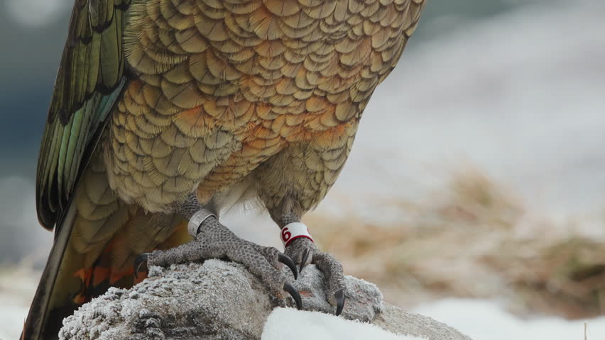 Kea Parrot With A Numbered Aluminum Ring On Its Tarsus. - close up