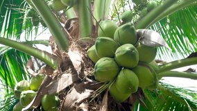 coconut tree in the garden