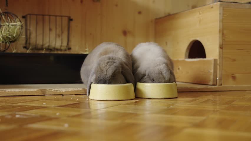 Chewing bunnies, eating oat flakes, one of them is sleepy in UHD Royalty-Free Stock Footage #1107424881