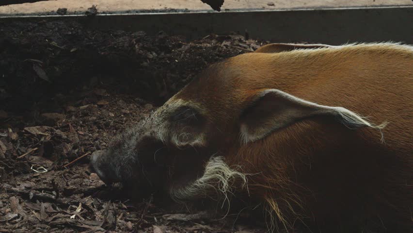a close-up view of the head of a red river hog