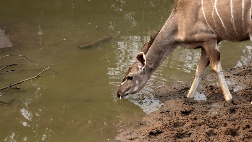 Medium shot of two kudu cows taking a long drink of water from a waterhole in the iMfolozi Reserve.