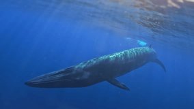 Sei whale or Fin whale Humpback whales underwater of Pacific Ocean. Giant animal Megaptera Novaeangliae in Tonga Polynesia. family idyll of whales giant sea animals underwater Seiwhale or Finwhale