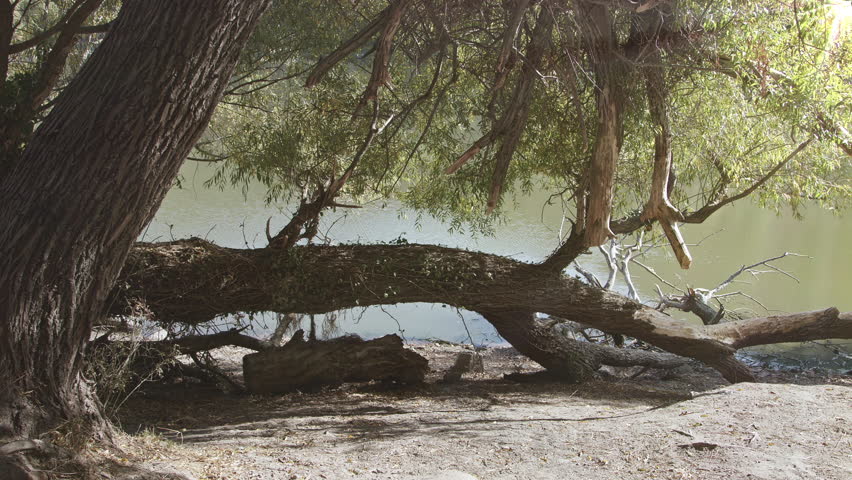Ruined Tree and Sunlights by the Lake Footage.