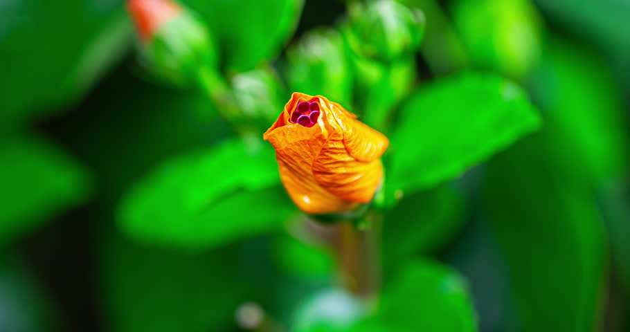 Mesmerizing time lapse captures hibiscus bloom, A tiny bud transforms, unfurls its delicate petals, and blooms into a breathtaking orange flower of exquisite beauty. Birth of a summer flower Royalty-Free Stock Footage #1107434903