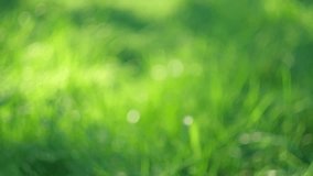 Blurred nature background of green grass in sunlight. Close up. Defocused lawn. New grass growing in a field. Abstract natural backdrop with beauty bokeh. Dense Abstract video of summer meadow