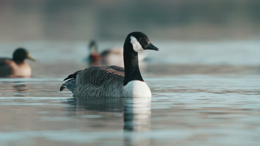 Canadian Geese Swimming In The Lake Hayes In Queenstown, New Zealand. - closeup Royalty-Free Stock Footage #1107436895