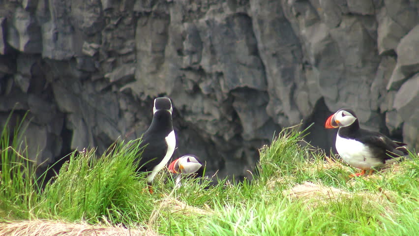 Atlantic Puffins in large colonies on coastal cliffs of Iceland, nesting in crevices among rocks or in burrows in the soil.  Royalty-Free Stock Footage #1107443225