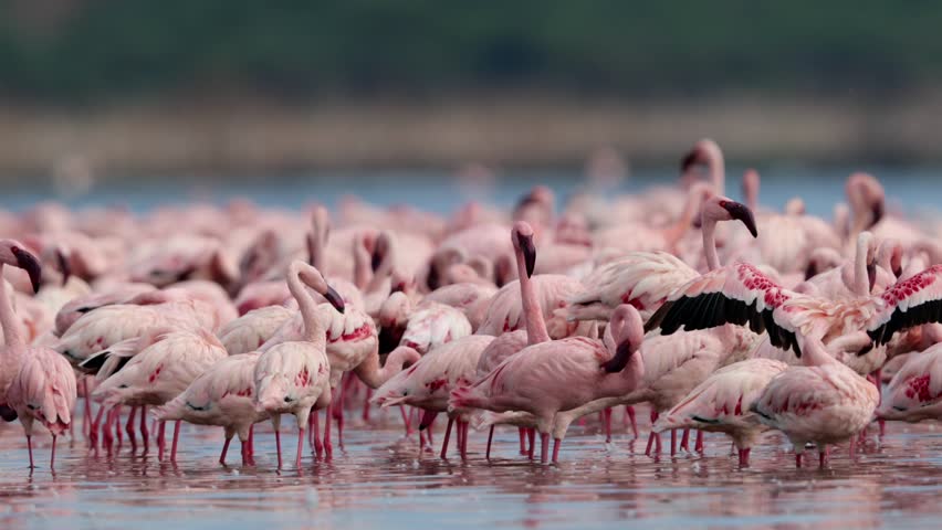 Lesser flamingos feeding preening at lake Bogoria Royalty-Free Stock Footage #1107446011