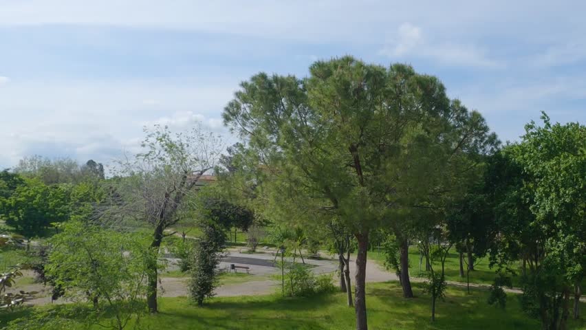 Wind rustling the leaves on the trees (Italy - Marche)