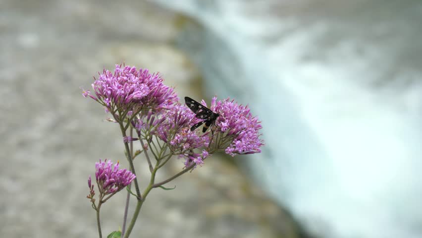 Black zygaena sit on pink purple flower. Beautiful butterfly 