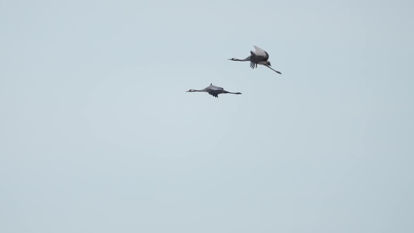 Two Common cranes flying (Grus grus) 120 fps