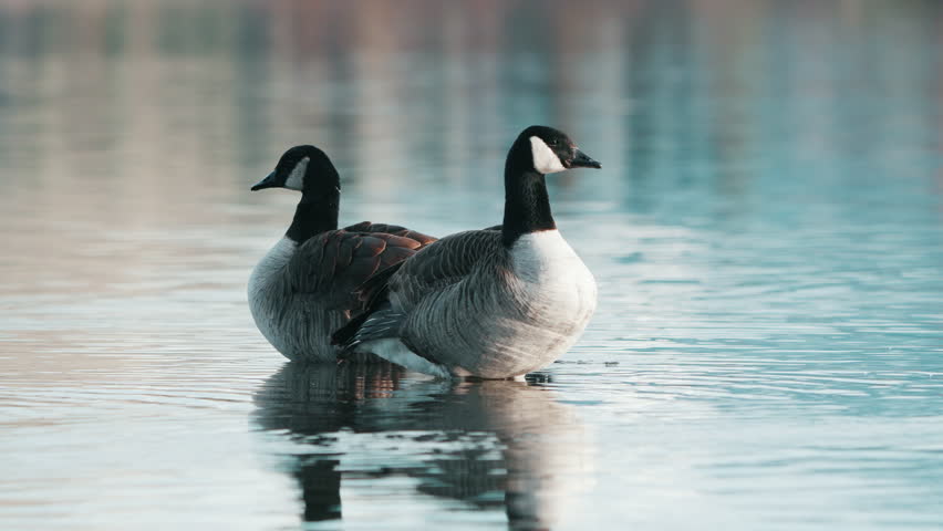 Pair Of Canadian Geese Standing In The Water Of Lake Hayes In Queenstown, New Zealand. - close up Royalty-Free Stock Footage #1107456135