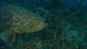 A magnificent Grouper comes up close, showcasing its impressive features. This captivating footage is perfect for nature documentaries, marine exploration content, educational videos.