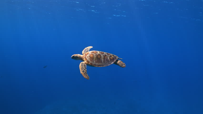 Underwater shot of Green Turtle slowly swimming through sunlit blue water Royalty-Free Stock Footage #1107457975