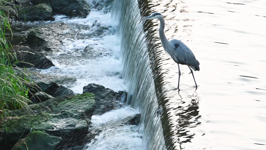 Great Blue Heron standing above waterfall wetlands, Hoover Dam, Westerville, Ohio