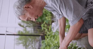 Vertical clip. Happy retired man spending time planting plants at home. An elderly Asian man gardening at home.