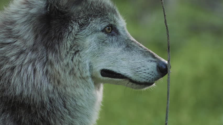 close up of a gray wolf