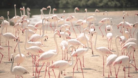Embark on an enchanting adventure as a flock of elegant flamingos gracefully traverse the landscape, drawing closer to the lush embrace of the jungle.  : vidéo de stock