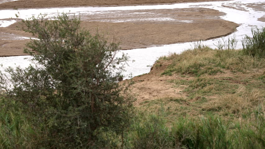 An elephant walks up from a river and onto a grass and reed covered river bank in a South African game reserve.