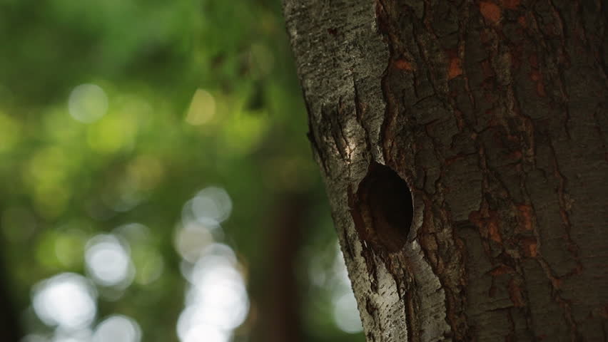 A woodpecker chick calls its mother leaning out of a hollow. Woodpecker, animals, ornithology, fauna, birdwatching, wildlife | Shutterstock HD Video #1107473411