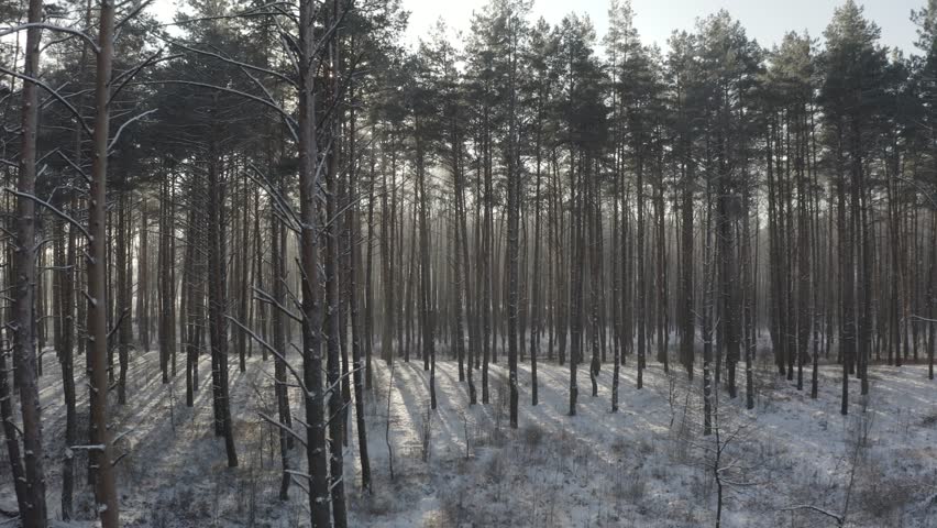 D Log dlog, Beautiful Snowy White Forest In Winter Frosty Day. Top View Above Amazing Pine Forest Landscape. Scenic View Of Park Woods. Nature Elevated View Of Winter Frost Woods. Snowy Coniferous Royalty-Free Stock Footage #1107474541