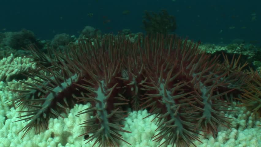 Witness the voracious appetite of the venomous Crown of Thorns (Acantaster planci) as it poses a threat to coral reefs. Check the collection for other Acantaster footages. Royalty-Free Stock Footage #1107476799