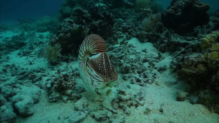 Nautilus (Nautilus pompilius) in Palau