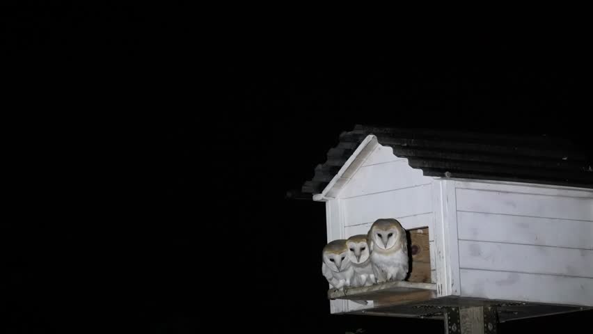 Barn Owls in their nesting box parents Landing between the chicks Royalty-Free Stock Footage #1107480849