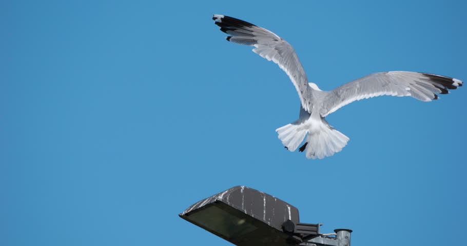 4K - Smooth landing of a seagull