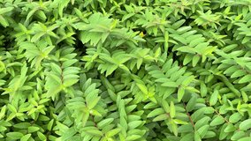 green plant leaves in the garden in springtime, 4k video