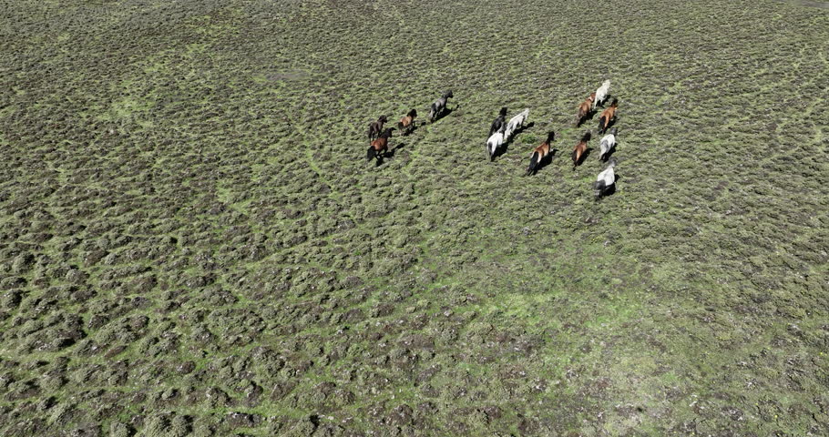 Horses running in beautiful high altitude grassland in China