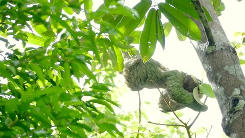 A three-toed sloth eating