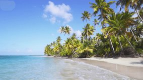 Dominican coast background with bright palm trees on white sand. Beautiful palm trees of a tropical beach near the turquoise sea on a summer sunny day on a paradise island. Relaxation at sea.