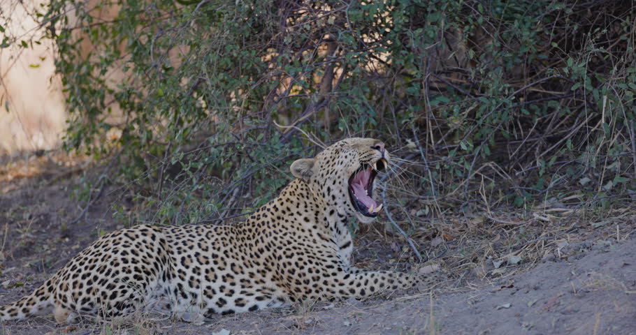Slow motion close-up side view. Leopard lying yawning and licking its lips