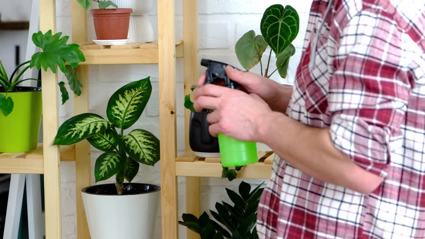 Man sprays from a spray gun home plants from her collection, grown with love on shelves in the interior of the house. Home plant growing, green house, water balance, humidification