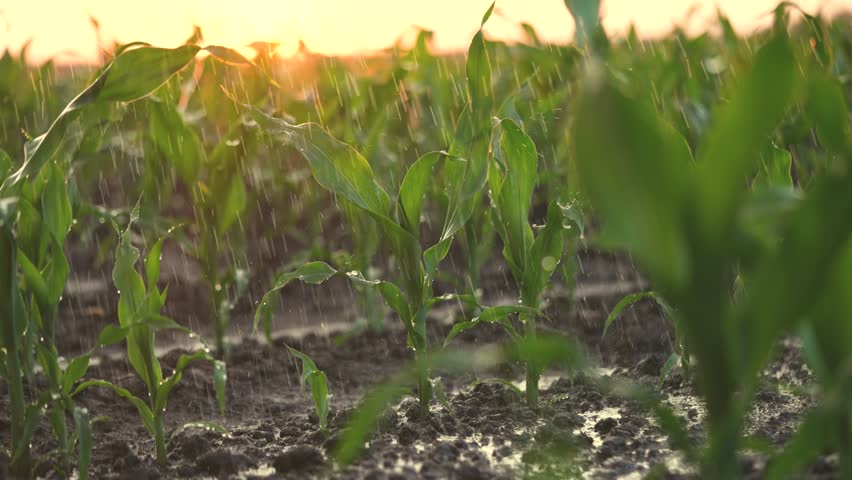 irrigation of green corn sprouts. agriculture irrigation. corn agriculture business concept. rain water drops fall on field with corn green lifestyle sprouts close-up Royalty-Free Stock Footage #1107495331