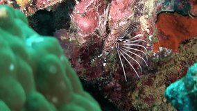 Scorpion fish on underwater coral of Pacific Ocean, Philippines. Macro video scorpion fish of underwater wildlife in marine life world of Philippine Sea. Relaxing video about sea and ocean life.
