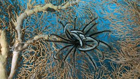 Coral ecosystems and sea lily on Gorgonaria in underwater of ocean. Macro relaxing video about marine biology, ocean depth, oceanography research, marine ecosystem on coral reef.
