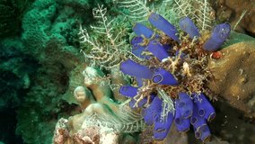 Coral ecosystem with sea sponge bright blue color in underwater world. Relaxing video about nature, coral reef, sea and ocean life.