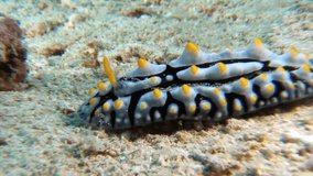 Nudibranch mollusc sea slug on seabed of Philippine Sea. Multicolored nudibranch mollusc sea slug on seabed macro video. Seaslug nudibranch in marine life of Philippine Sea.