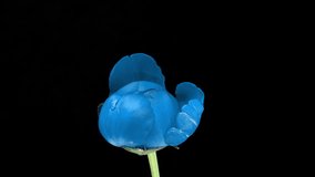 Blue peony blooms on a black background. Time lapse, close-up. Wedding background, Valentine's day concept. Timelapse video 4K UHD.