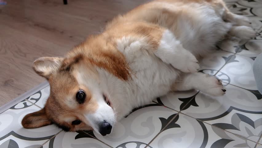 One happy Welsh Corgi puppy enjoy massage outdoor, young woman give her puppy massage