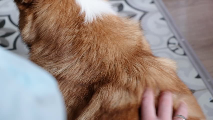 One happy Welsh Corgi puppy enjoy massage outdoor, young woman give her puppy massage