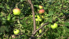Ripening apples on an apple tree in the garden, against the blue sky. The wind shakes a tree branch.